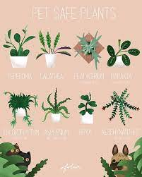 Pet Friendly Plants Safe House Plants