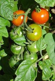 Fertilizers For Tomatoes When And How To Use Tomato Fertilizer