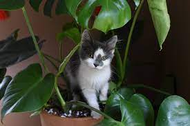 Will My Plant Kill My Cat A Caring