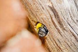 How to Stop Carpenter Bees: 6 Simple Tricks That Work (Without Poison) –  Garden Betty