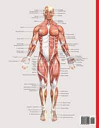 A complete study guide / edition 11. Muscular System Coloring Book Now You Can Learn And Master The Muscular System With Ease While Having Fun By Books Pamphlet Amazon Ae