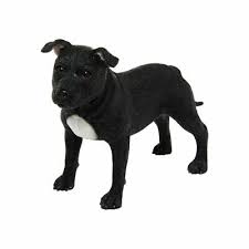 black staffordshire bull terrier dog