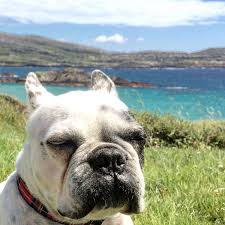 The frenchie's ear, known as the bat ear, is naturally erect, rounded at the top and broad at the base the boston must possess a short enough back to square off the body. Margot Dwyer Mulcahy On Twitter Too Windy Today For A French Bulldog In Kerry Eyes Shut And Ears Back Frenchbulldog Frenchies