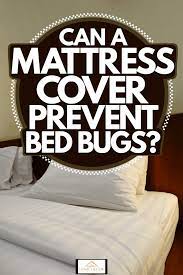 Can A Mattress Cover Prevent Bed Bugs