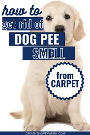 say goodbye to dog smell in carpet