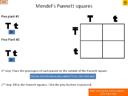 What is a punnett square and why is it useful in genetics. Genetics Tutorial Start From Beginning Punnett Squares The