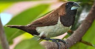 Bentuk burung prit gantil : 3 Jenis Makanan Burung Emprit Yang Wajib Diberikan Pintarpet