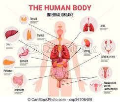 Human Internal Organs Infographic Poster