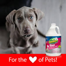 pet smells and cleaning tips
