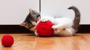 This is subreddit is only for cat pictures, so yeah. Funny Cats Playing With Yarn Youtube