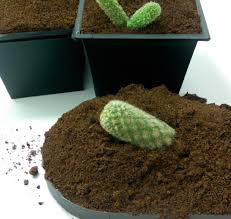 is peat moss good for succulents and