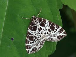 netted carpet moth identification