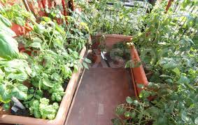 Urban Vegetable Garden In A Terrace