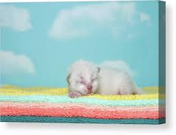 Just put your image size (width & height) after our url and you'll get a placeholder. Newborn Siamese Kitten Sleeping Canvas Print Canvas Art By Sheila Fitzgerald