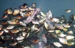 How fast can piranhas eat a cow?