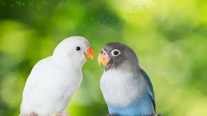 Suara burung cici padi betina. 11 Cara Membedakan Lovebird Jantan Dan Betina Yang Akurat Kicau Mania Wajib Tahu Citizen6 Liputan6 Com
