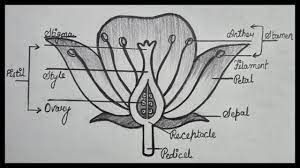 to draw longitudinal section of flower
