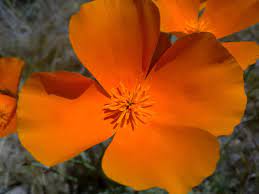 orange 4 petal flower free image peakpx