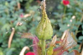 5 life cycle of the spider mite. Spider Mites Defences For Protected And Outdoor Ornamentals Against Spider Mites Horticulture Week