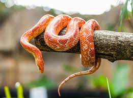They categorize these reptiles into the suborder serpentes, and separate them further into 20 different families. World Snake Day 16th July Days Of The Year