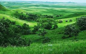Lush Green Nature Hd Desktop Backgrounds Images Wallpapers
