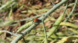 attention ladybirds the aphids are