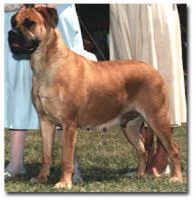 This page provides a listing of michigan bullmastiff breeders. Bullmastiff Puppies For Sale In Michigan Bullmastiff Breeders And Information
