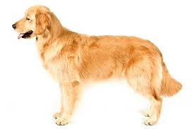 Golden Retriever Dog Breed Information