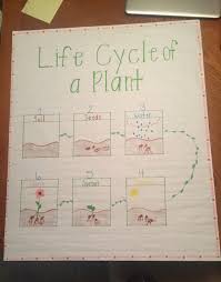 Simple Life Cycle Of A Plant Anchor Chart For Preschool