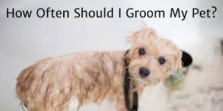 how often should i groom my pet old