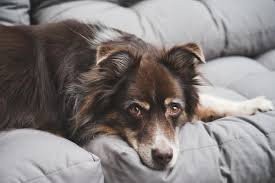 kidney disease in dogs ses and what