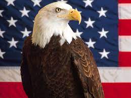 American Flag Eagle Wallpaper 009 ...