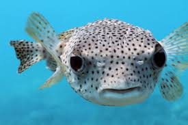 Pufferfish (plural pufferfish or pufferfishes). Puffers Seattle Aquarium