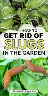 get rid of slugs in the garden naturally