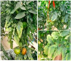 tomato fruit nutritional quality
