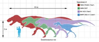 Allosaurus Vs Tyrannosaurus Difference And Comparison Diffen