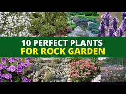 10 Perfect Plants For A Rock Garden