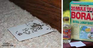 naturally get rid of ants in your house