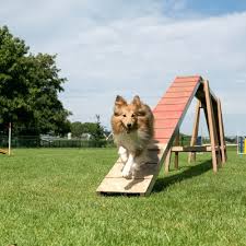agility dogwalk training tips and diy