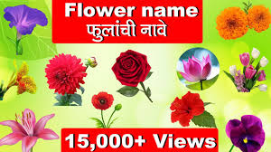 learn flowers name with picture in