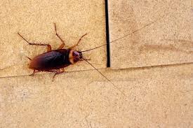 how boric acid kills roaches