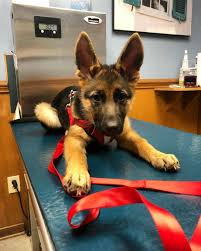 German shepherd dog information including personality, history, grooming, pictures, videos, and the akc breed standard. German Shepherd Puppies For Sale German Shepherd Puppies For Sale Near Me