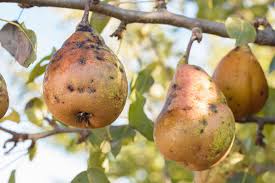 pear tree pests and diseases that could
