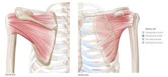 Symptoms of teres major or teres. Shoulder And Axilla Amboss