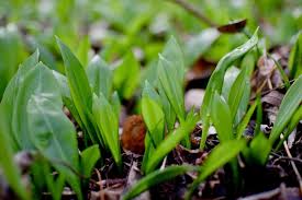 Wild Garlic How To Find Identify And