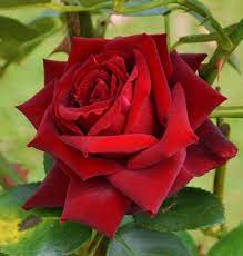 beautiful rose flower image photos free