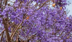 Popular plants along with purple blooms include jacaranda, crape myrtle, eastern redbud plant, violet robe locust, violet orchid, purple fallen leave plum, texas hill manner, and purple wisteria. 11 Types Of Trees With Purple Flowers Crate And Basket