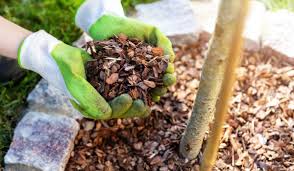 mulching techniques and benefits for