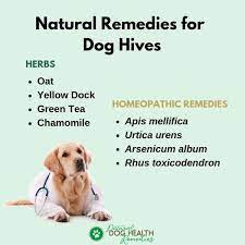 dog hives urticaria symptoms