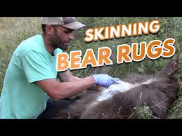 bear rug skinning you